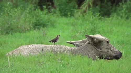 八哥最新爆料视频,揭秘娱乐圈惊人内幕！